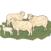 a flock of sheep